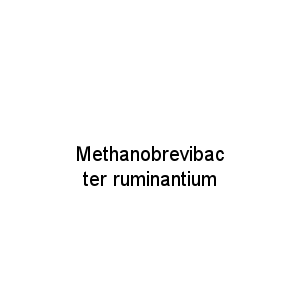 Methanobrevibacter ruminantium